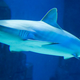 Illustration for article titled Heres Why Sharks Have Two Penises